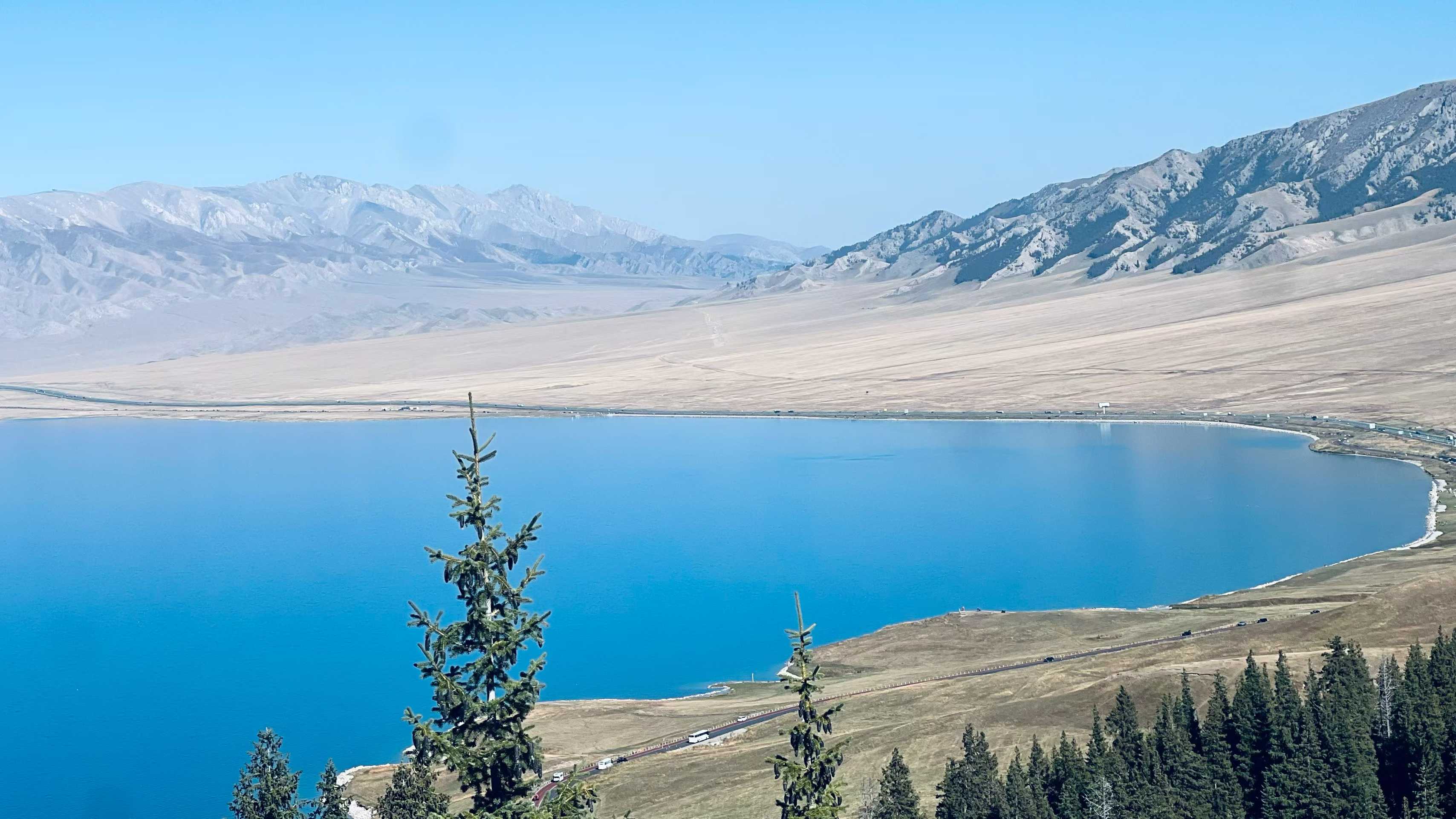 赛里木湖，松树头